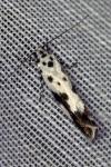 Ethmia quadrillella