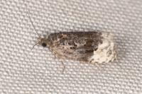 Apotomis betuletana