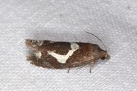 Epiblema foenella
