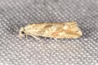 Thiodia citrana