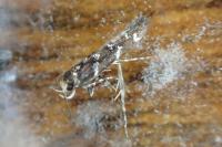 Eteobalea serratella