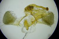 Eteobalea serratella