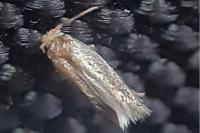 Glaucolepis magna