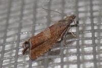 Dichrorampha acuminatana