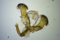 Dichrorampha acuminatana