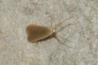Coleophora badiipennella