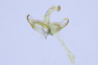 Coleophora badiipennella
