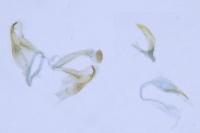 Coleophora badiipennella