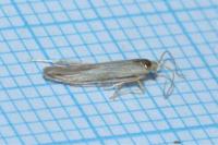 Coleophora currucipennella