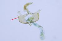 Coleophora currucipennella