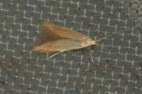 Coleophora flavipennella