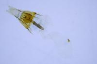 Coleophora flavipennella