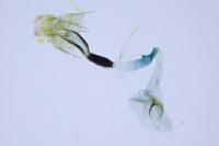 Coleophora lusciniaepennella
