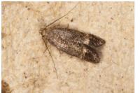Pragmatodes melagonella
