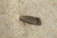 Pragmatodes melagonella