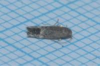Pragmatodes melagonella