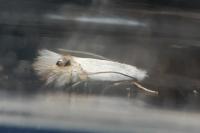 Leucoptera coronillae