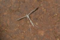 Stenoptilia zophodactyla