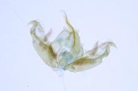 Stenoptilia zophodactyla