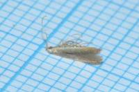Coleophora badiipennella