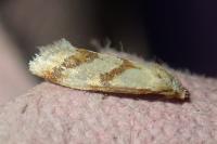 Aethes bilbaensis