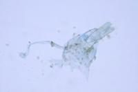 Pragmatodes melagonella