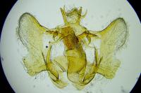 Aethes bilbaensis