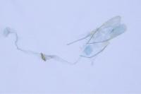 Pragmatodes melagonella