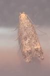 Pragmatodes melagonella