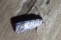 Cydia vallesiaca