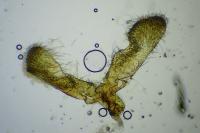 Cydia vallesiaca