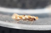 Bucculatrix ulmella