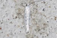 Yponomeuta