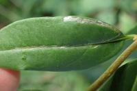 Caloptilia cuculipennella