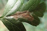 Phyllonorycter corylifoliella