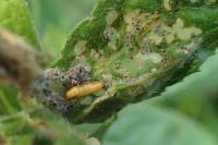 Mompha epilobiella