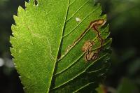 Stigmella ulmivora