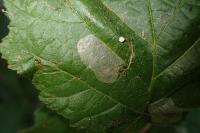 Phyllonorycter coryli