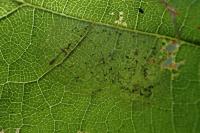 Phyllonorycter coryli