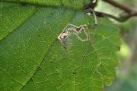 Stigmella microtheriella