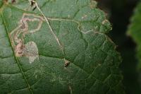 Stigmella microtheriella