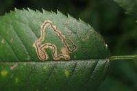 Stigmella anomalella