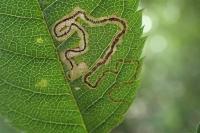 Stigmella anomalella