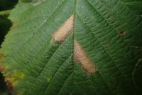 Phyllonorycter nicellii