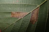 Phyllonorycter nicellii