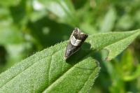 Grapholita compositella