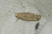 Pexicopia malvella