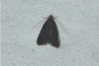 Eurodachtha siculella