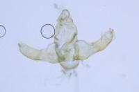 Eurodachtha siculella