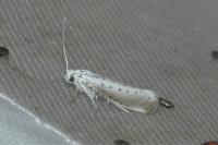 Yponomeuta rorrella
